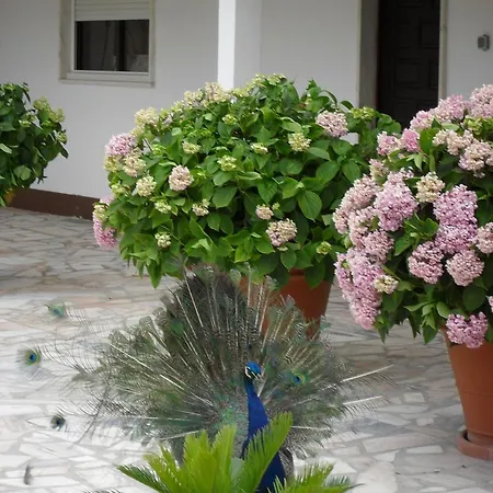 Lobateira Гостевой дом